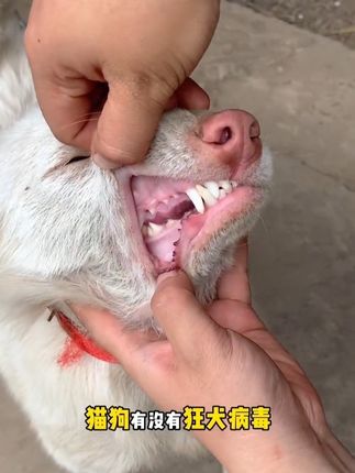 狂犬病一旦发病100%致死!,大家一定要重视一下 #狂犬病#养狗经验分享 #养宠知识  #安全