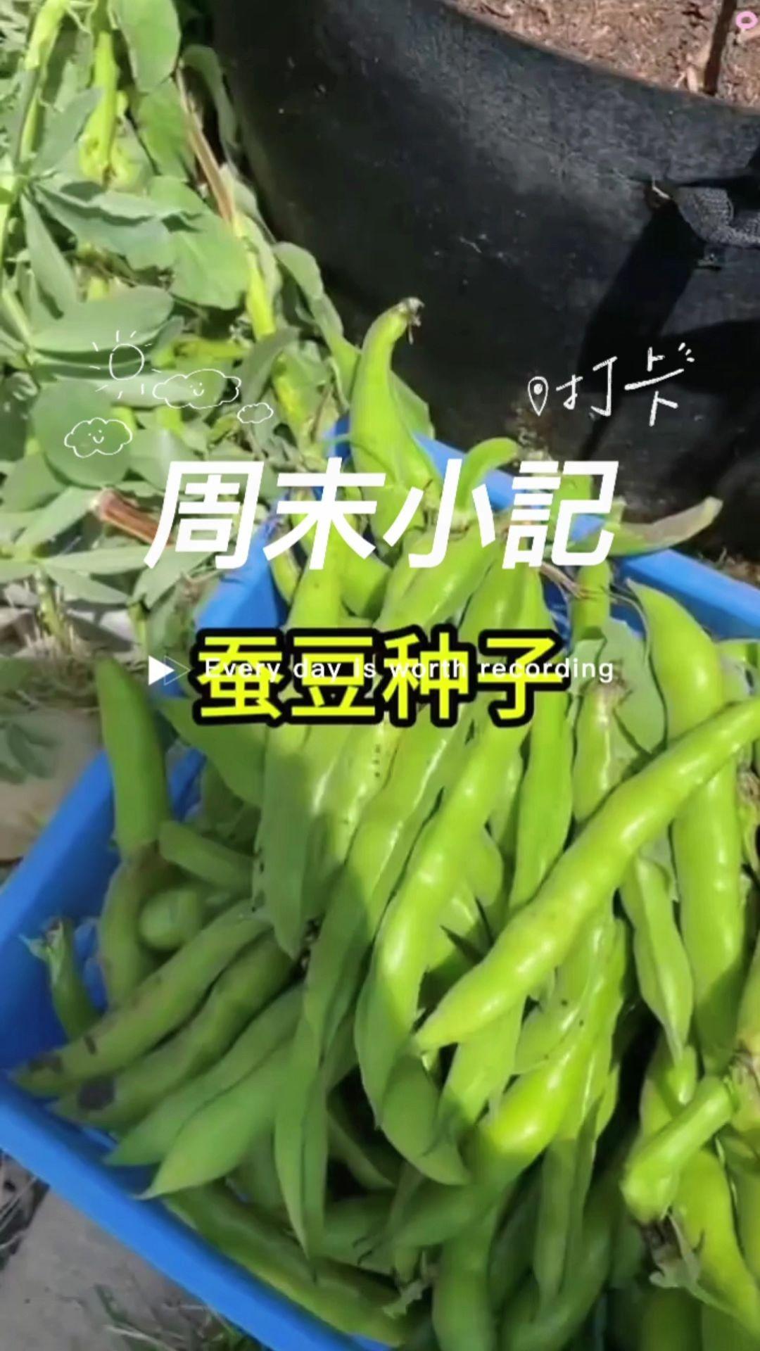 #蚕豆 #种植 #我的小菜园 #田园生活 #庭院