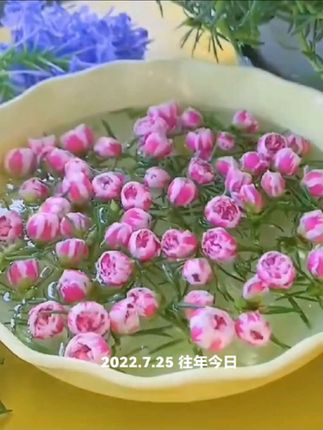 #太阳花种子