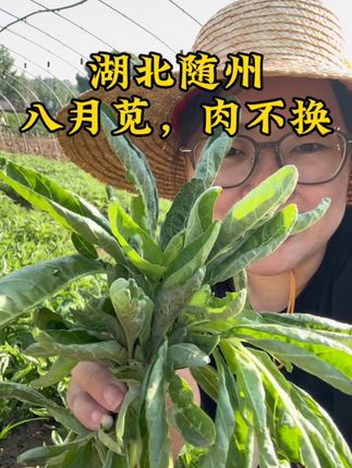 在我的家乡,湖北随州,八月份的苋菜拿肉都不换, 在外地的老乡们,你有多久没有吃过家乡的饭菜了,这才是记忆中妈妈的味道。#新农人计划2025 #抖音乡村 #湖北随州芝麻叶苋菜 #家庭菜园 #汪姐随州特产