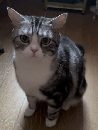 #记录猫咪日常 谁家小猫这么乖呀,爱吃对身体好的东西还乖乖学口令