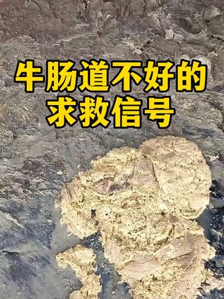 #牛肠道菌群失调#牛过料#牛粪便不成型#养牛人#三农养殖