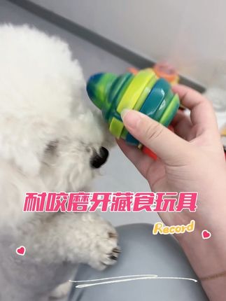 #不养狗不知道养狗的乐趣 这个小东西能玩一整天。