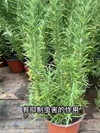 食用迷迭香种子百里香甜牛至欧芹薄荷春秋西餐香草种子阳台盆栽绿植#迷迭香盆栽#绿植盆栽 #家庭养花