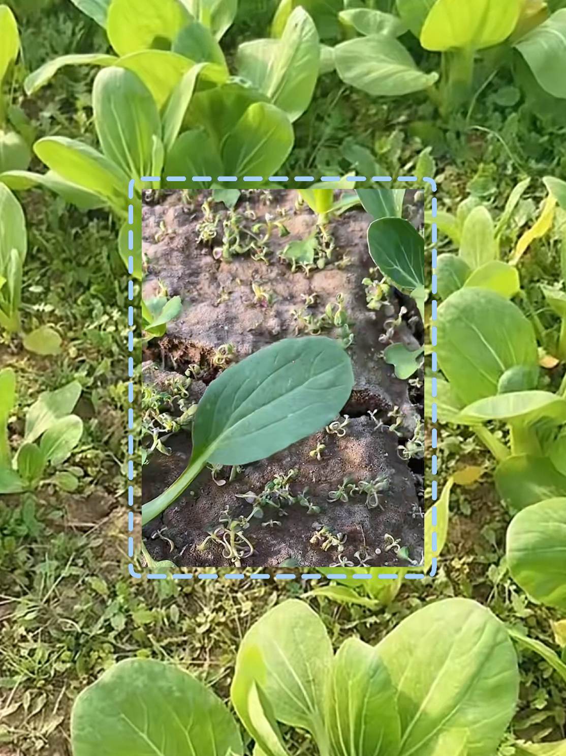 蔬菜苗后清理别犯愁,有了这“蔬菜中转方案”组合,科学套餐助力,轻松搞定杂草等清理难题,让蔬菜生长更顺畅~#蔬菜苗后除草剂 #除草剂 #三农种植 #好物推荐🔥