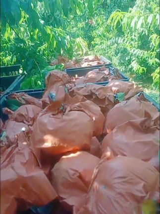 #新创作灵感入口正宗山西黄肉油桃新鲜现摘应季水果家庭装新鲜水果桃子整箱
