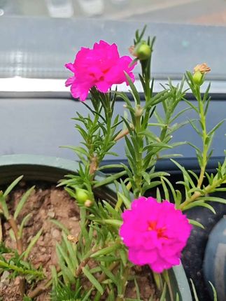 #爱生活爱养花 #重瓣太阳花 #家庭养花 #一花一草一世界 #太阳花