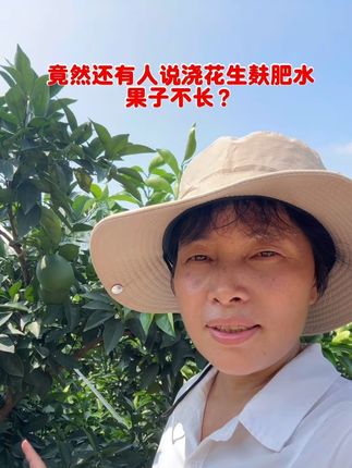 花生麸水肥可以提供大部分养份,中微量元素可以通过叶面补充。中微量元素不但可以协同膨果。还可以增产提质,让果子变得更好吃#三农 #脐橙膨果 #硼肥的作用及功能