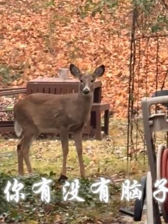 那我问你 那我问你#阿诺文学 #你头怎么尖尖的