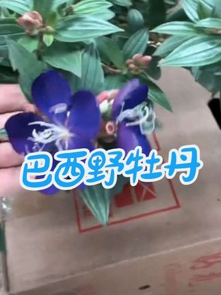 #爱生活爱养花 #巴西野牡丹 #家庭养花 #阳台养花 #庭院养花