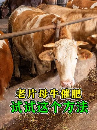 老片母牛催肥难?养牛关键在养胃!加益生菌试试,长肉速度看得见!#老片母牛 #老片母牛育肥 #兽用益生菌 #活菌肽 #牛羊益生菌