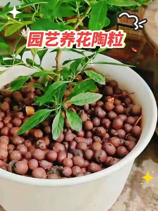 10升养花陶粒球花盆垫底园艺陶土颗粒水培无土栽培多肉种植铺面石#家庭种植 #强烈推荐 #每日分享 #绿植盆栽 #养花陶粒