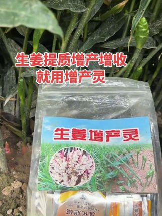 增产灵用两遍,增产看得见#生姜种植 #优质农产品 #增产增收才是硬道理 #抖音助农