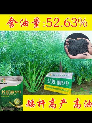 高产油菜籽油菜种子超高产榨油专用杂交黑籽大粒早熟矮杆抗冻油菜#杂交油菜种子#农业种植#助农扶农