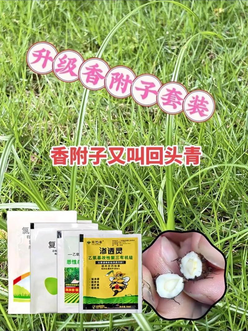 香附子专杀套餐。#香附子#香附子除草剂 #香附子防除配方 #除草剂#死草烂根渗透性强除草彻底