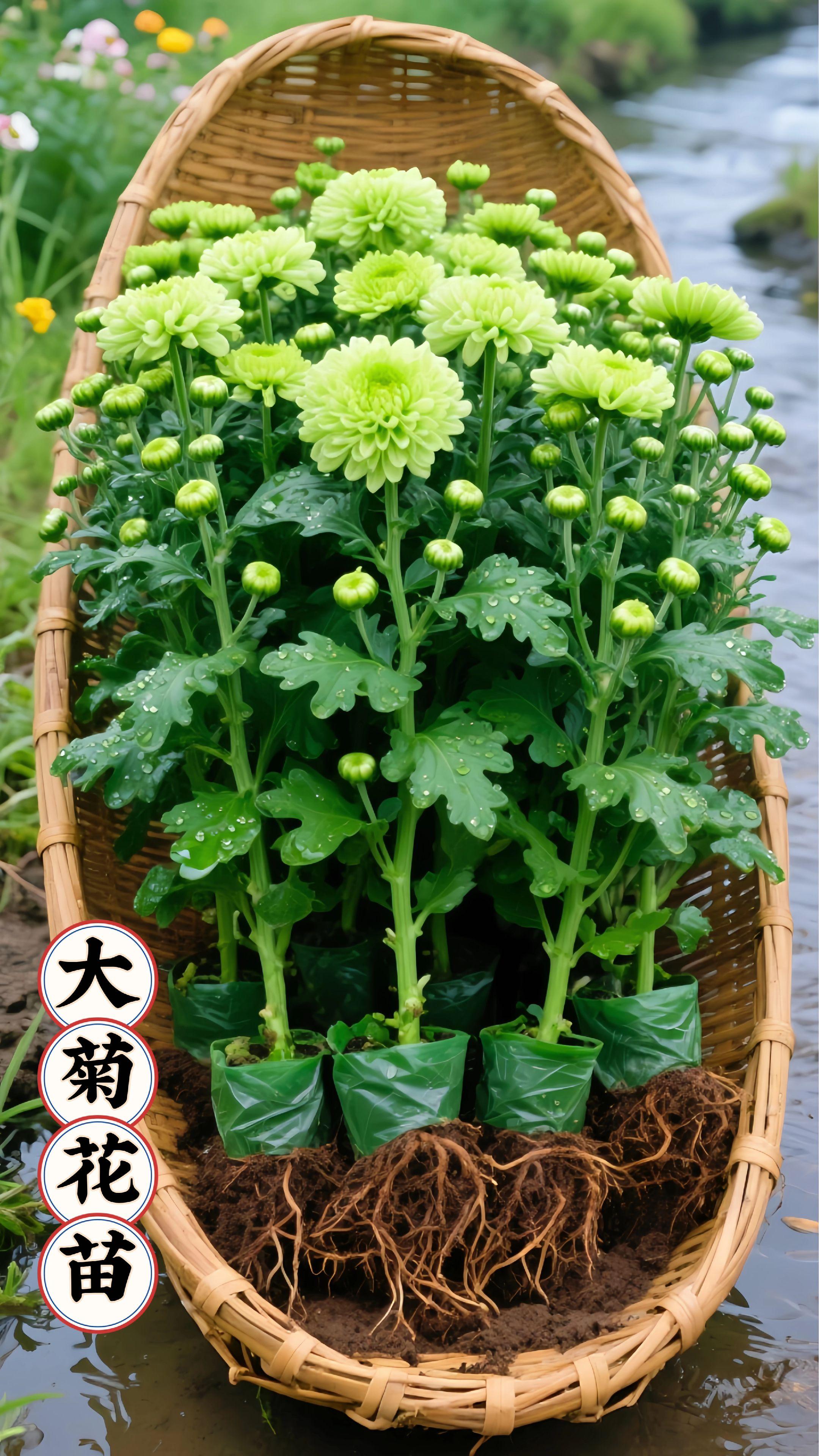 粉嫩嫩的大菊花花苗上新啦!根系格外发达健壮,枝头缀满饱满花苞,叶片上还挂着晶莹水珠,满是刚从花圃里带来的鲜活气息~ 不管你是想在阳台打造小花园的“阳台党”,还是刚入门的园艺新手,这款花苗都超合适。它好养易活,往土里一埋,浇浇水就能呼呼冒花,轻松实现养花自由~ 爱花的宝子们别错过,赶紧冲呀!#爱生活爱养花 #花卉绿植 #好看的花一定要分享给你 #菊花#养花种花
