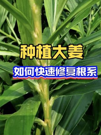 菌克黄组合,快速修复大姜根系 能够预防生姜烂脖、烂二母、黄苗等生理性问题,有需要的农户朋友们快来#药王农业#大姜干尖黄叶#生姜种植 #大姜价格