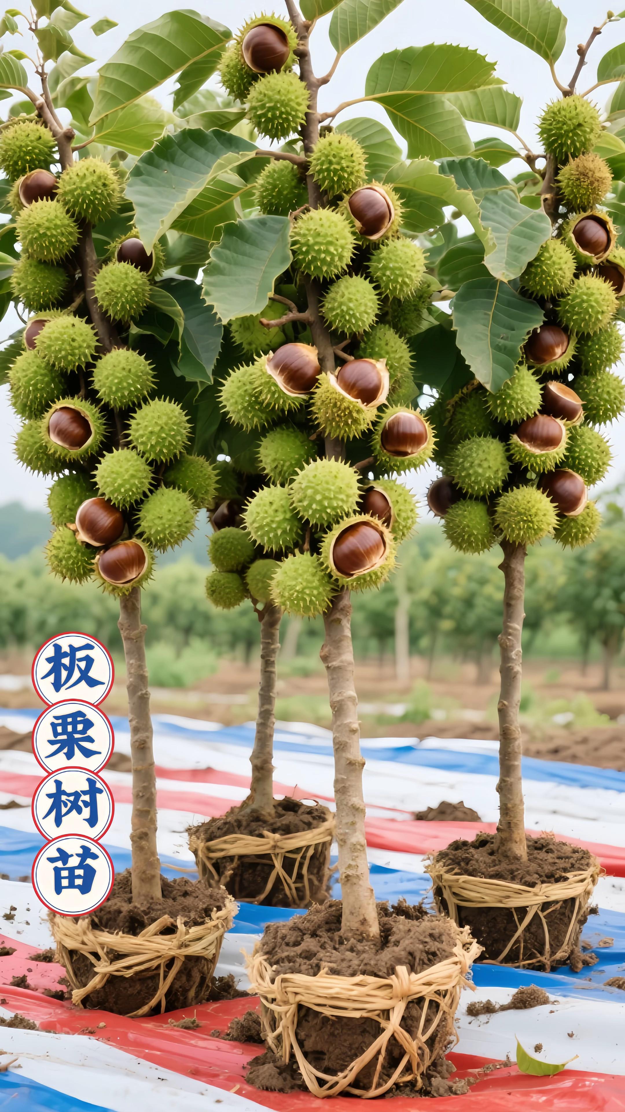 #板栗 #板栗树苗 #优质农产品 #三农 #三农种植