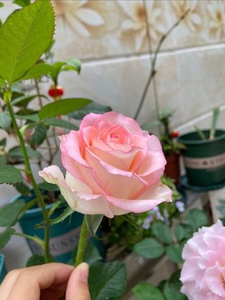 #夏季穿搭 #又美又飒 #气质范 #气质套装 #强烈推荐