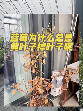 蓝莓专用基质土 蓝莓专用土#蓝莓土