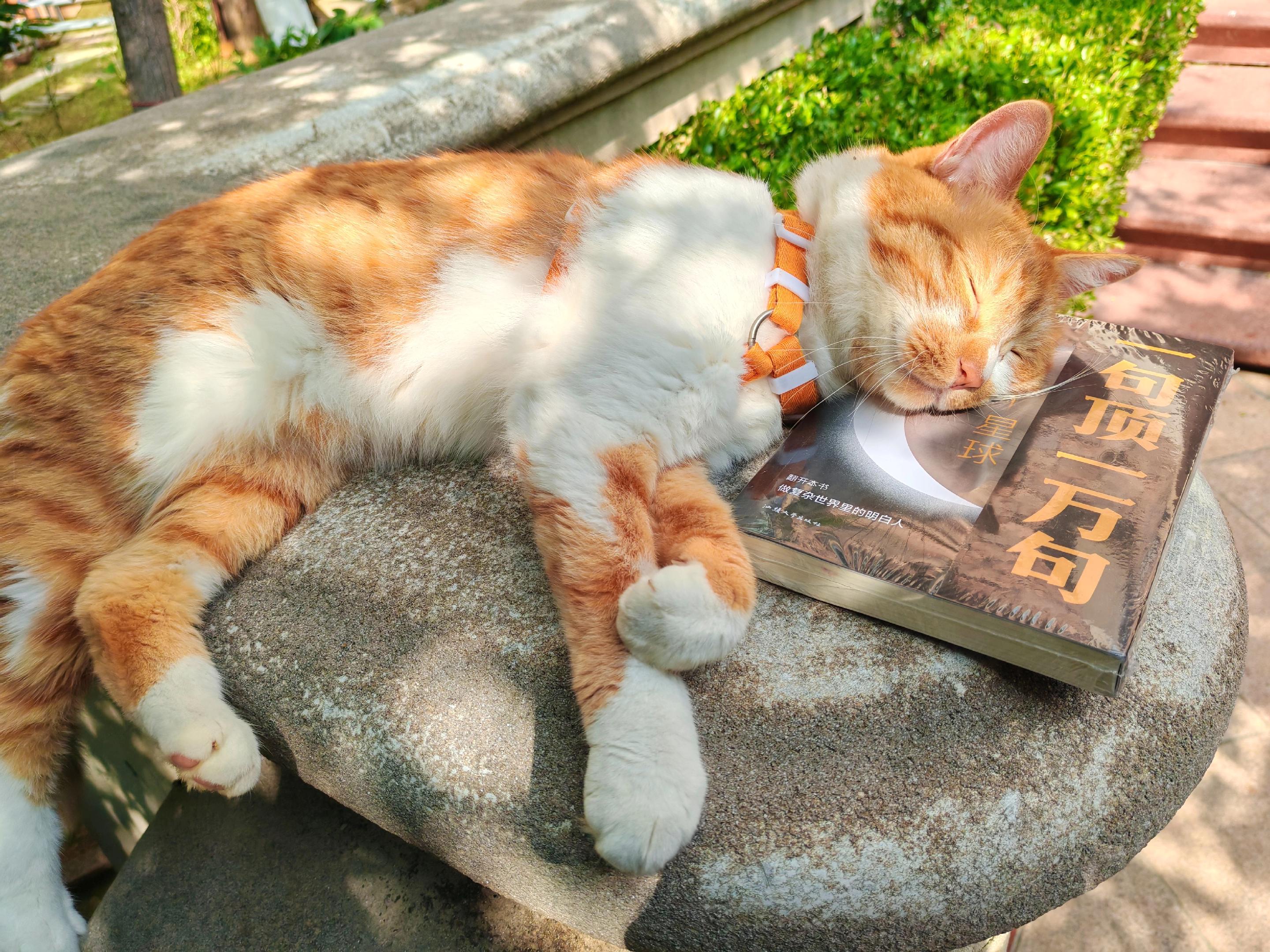 #我的猫咪 #猫咪 #关爱流浪猫 #大橘为重