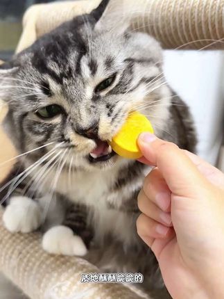 猫猫狗狗也有自己的酥脆蛋黄饼吃啦,60%的黄天鹅蛋黄40%鸡肉,适口性也太好啦!#好物推荐🔥 #四季约定 #四季约定酥酥蛋黄饼#喂猫日记#猫狗双全