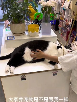 #奶牛猫#记录猫咪日常 粒子森林洗衣机溶毛清洁剂,适用于有高温筒自洁的滚筒洗衣机!