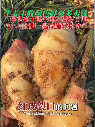 生姜收货时增重压秤,耐储存,颜色鲜亮多卖钱,那就是小培土时添加2-3袋硫肥,大姜高产必备,几十元投资,生姜产量轻松提升一大截。#硫肥 #硫肥的作用 #硫肥的功效 #提质增产