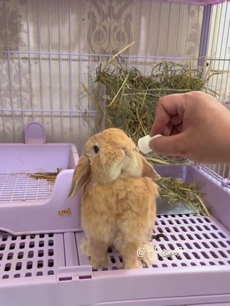 新手养兔子一定要定期给兔子做驱虫,才能保证人宠健康#兔子驱虫#兔子球虫#新手养兔#兔兔这么可爱 #抖in萌宠计划