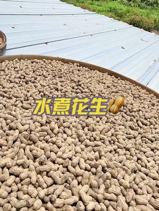 闽南特产水煮花生🥜