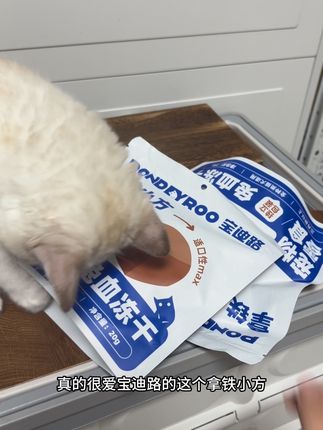 吃冻干的同时鼻头也红红了哎#喵星人 喵星人 #毛孩子日常 #我要上热榜话题 #宝迪路