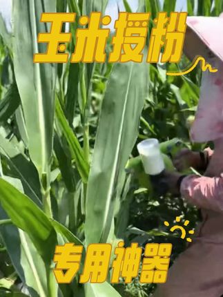 #服务三农支持三农 #高产玉米种子 #玉米 #玉米种植 #人工授粉 一机顶十人的玉米授粉神器,你一定还没见过!