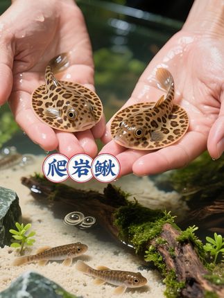 谁能抵挡住这份萌力暴击!刷到这只爬岩鳅,瞬间被戳中萌点!扁扁的身形紧紧贴住石壁,自带“生物吸盘”buff,哪怕逆流而上也稳如泰山!清道夫都搞不定的顽固藻类,被它小口小口啃得一干二净,鱼缸即刻焕然一新。 它从不抢食也不捣乱,总爱躲在石缝里探头探脑,发呆时轻轻晃动尾巴,连呼吸都透着一股可爱劲儿!要是养腻了普通观赏鱼,不妨试试这只“岩壁舞者”,看它在石头上灵动攀爬,治愈感直接拉满!#爬岩鳅#鱼缸里的大自然 #吸鳅 #观赏鱼 #水族