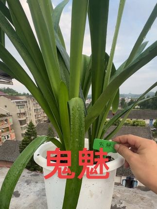 这个起球没剩啥根盘的鬼魅,经过一年半的时间,成功长成了现在的样子,所以说朱顶红真的很好养#朱顶红 #鬼魅 #朱顶红养护 #朱顶红种球 #每一帧都是热爱