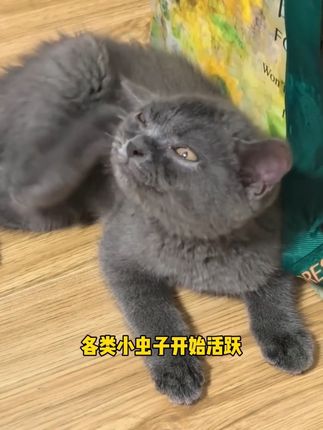 猫咪每天上床睡觉,不按时驱虫你可大错特错!这一支就能做到内外同驱,还能驱除耳螨! #养宠进阶指南 #好物分享 #猫狗驱虫 #好物推荐🔥 #科学养宠攻略