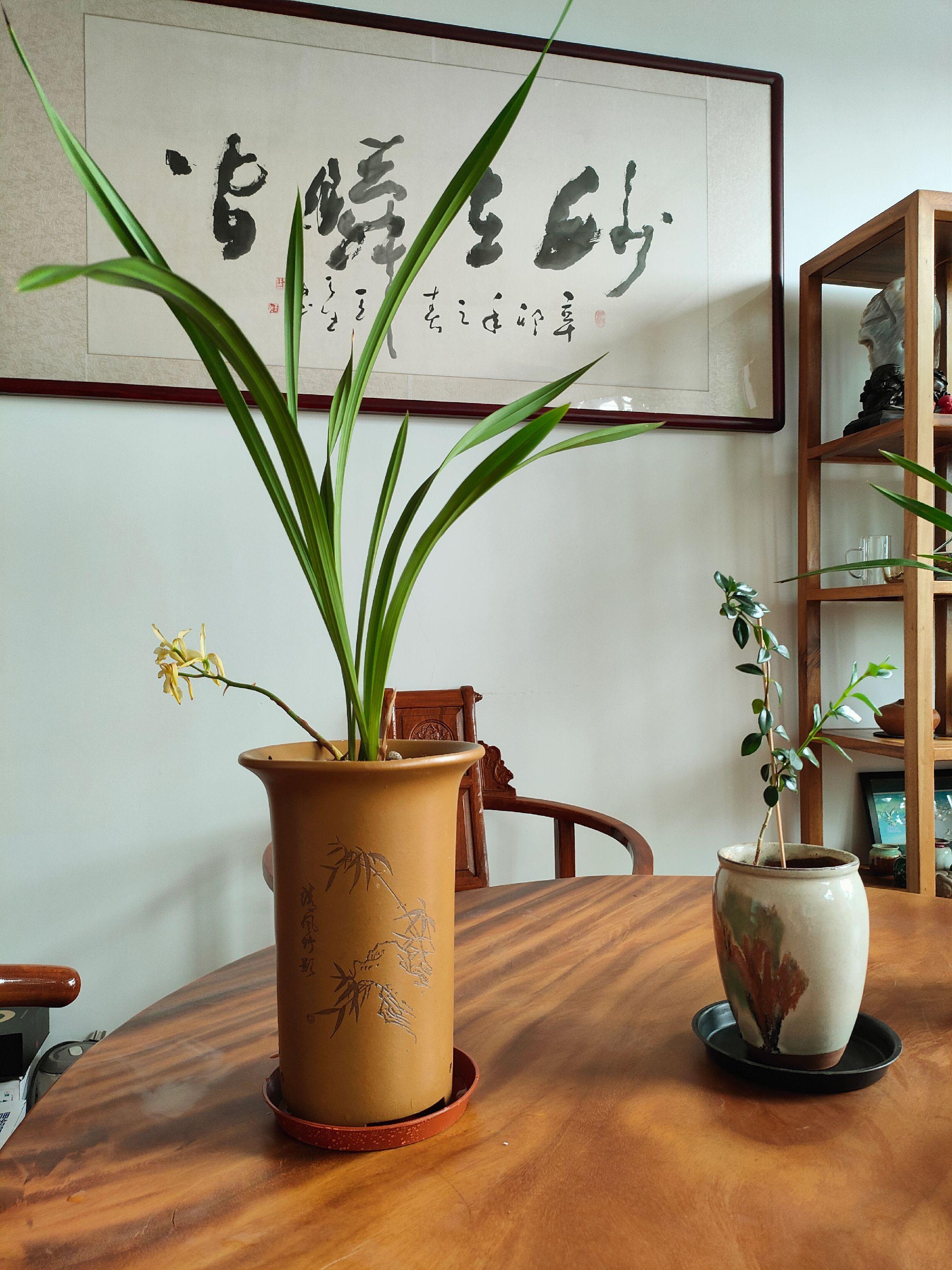 自从养了兰花才知道大家为什么喜爱他,挺拔是一种精神, 飘逸是人生姿态, 甜甜的幽香是对生活的迷恋。#兰花 #爱生活爱养花 #绿植 #上热搜 #家庭养花