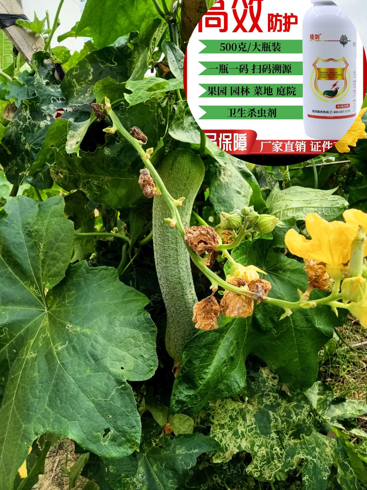 #农业种植 #病虫害防治 #强烈推荐#高效吡丙醚