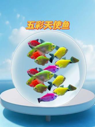 梦幻精灵来啦 1. ✨梦幻精灵入驻你的水族箱!✨ 七彩天使鱼自带天然滤镜,渐变蓝紫、流金橘粉在水中轻盈舒展,每一帧游动都是治愈系视觉盛宴!无需特效,就能承包你的桌面“小宇宙”~新手友好易饲养,点亮生活仪式感,速来把彩虹养进家里! 2. 🔥高颜值顶流登场!七彩天使鱼=活体艺术品 流线身姿自带柔光,斑斓体色随光影变幻,仿佛水中绽放的液态宝石!互动性拉满,灵动穿梭超解压~专属造景搭配,分分钟打造ins风生态缸,让朋友圈点赞狂潮来得更猛烈些! 3. 💫解锁养鱼新体验!七彩天使鱼承包全年治愈力 告别单调水族箱!从蜜桃粉到星辰蓝,7种神仙配色随心选~低维护高观赏性,24小时营业的“水中芭蕾”,疲惫时刻看一眼,烦恼全被温柔化解!新手秒变养鱼达人,速抢限定款!#养鱼日记 #七彩天使鱼 #天使鱼 #养鱼养心 #观赏鱼