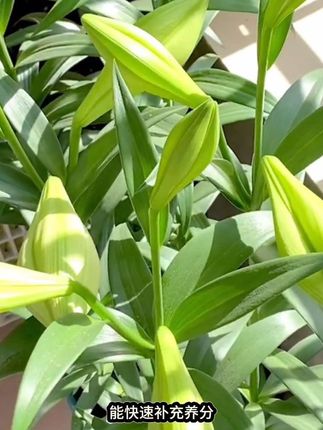 #百合花 叶片出现斑斑点点的,可以用这款#花卉病菌净 营养液#花卉绿植养护 #养花小知识 #种植小技巧