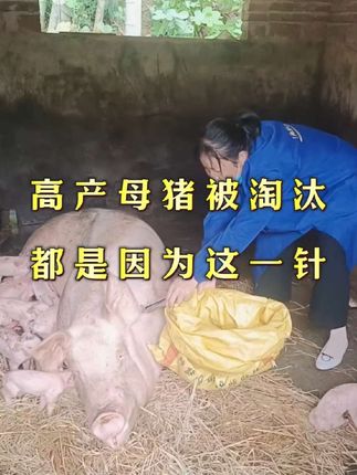 高产母猪被淘汰,都是因为这一针#养猪人#养猪技术#自繁自养母猪#养猪知识#养猪人不容易