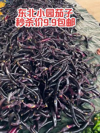 #东北茄子#紫把茄子#现摘现发新鲜到家 #超便宜超划算