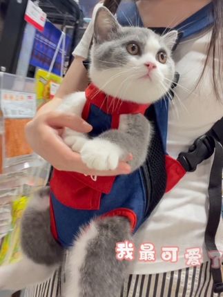 #遛猫 #毛孩子也是孩子 #小猫咪被夸可爱