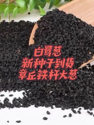 白鹭葱新种子到货#章丘铁杆大葱#白鹭葱#大葱种子 #农业种植 #强烈推荐