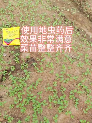 #蔬菜种植 露天种植蔬菜有这种效果已经不错了,这一批菜使用联苯噻虫胺杀虫药后效果非常满意。菜苗整整齐齐。值得大家去尝试和使用。#一份耕耘一份收获 #地虫药 #田园生活 @DOU+小助手
