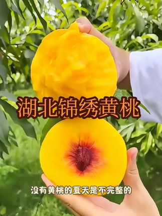 湖北锦绣黄桃新鲜现摘,口感脆甜多汁!!桃香味浓郁!!#锦绣黄桃  #一口黄桃一个夏天  #优质水果  #桃子熟了#根本停不下来  @DOU+上热门 @DOU+小助手