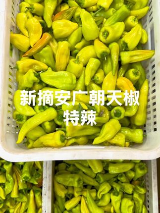 新鲜采摘安广朝天椒 嘎嘎辣 现摘现发货 足斤足两#辣椒 #朝天椒 #辣 #新鲜采摘 #无辣不欢