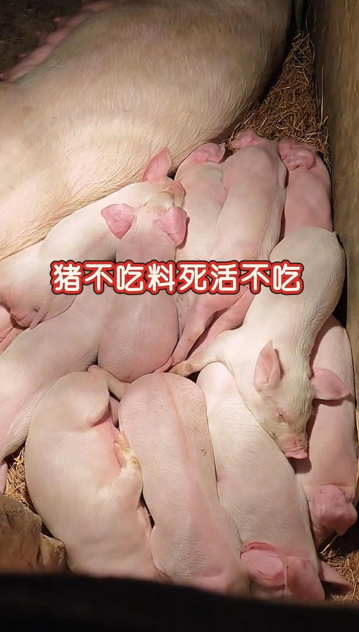 #猪不吃料 #养猪人 #所有养猪人 #养猪人加油干