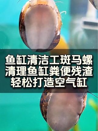 鱼缸里的“隐形保洁师”,非斑马螺莫属。黑白纹路是它的专属标识,啃食藻类是它的核心使命,无需额外投喂,静静趴在缸壁上,就能把褐藻、绿藻清理得干干净净,让水族箱始终保持通透清爽,为鱼群打造健康舒适的居住环境。#斑马螺 #今日分享 #鱼缸里的大自然 #养鱼日记 #水族爱好者