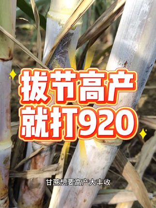 920拔节简直是完美,一定要试试这套叶面肥带920,128一套就能打15-20亩地,短时间内就能看到效果#三农#甘蔗#920 #甘蔗种植