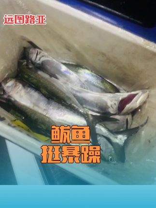 昨天的鲅鱼还挺暴躁的#路亚 #鲅鱼 #原来钓鱼才是抖音运动顶流